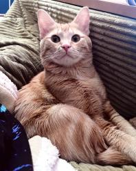 Lost Male Cat last seen Thornton Elementary School, Thornton, CO 80229