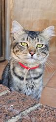 Lost Male Cat last seen Frans Oeder Street, Groenkloof Pretoria, Pretoria, GP 0027