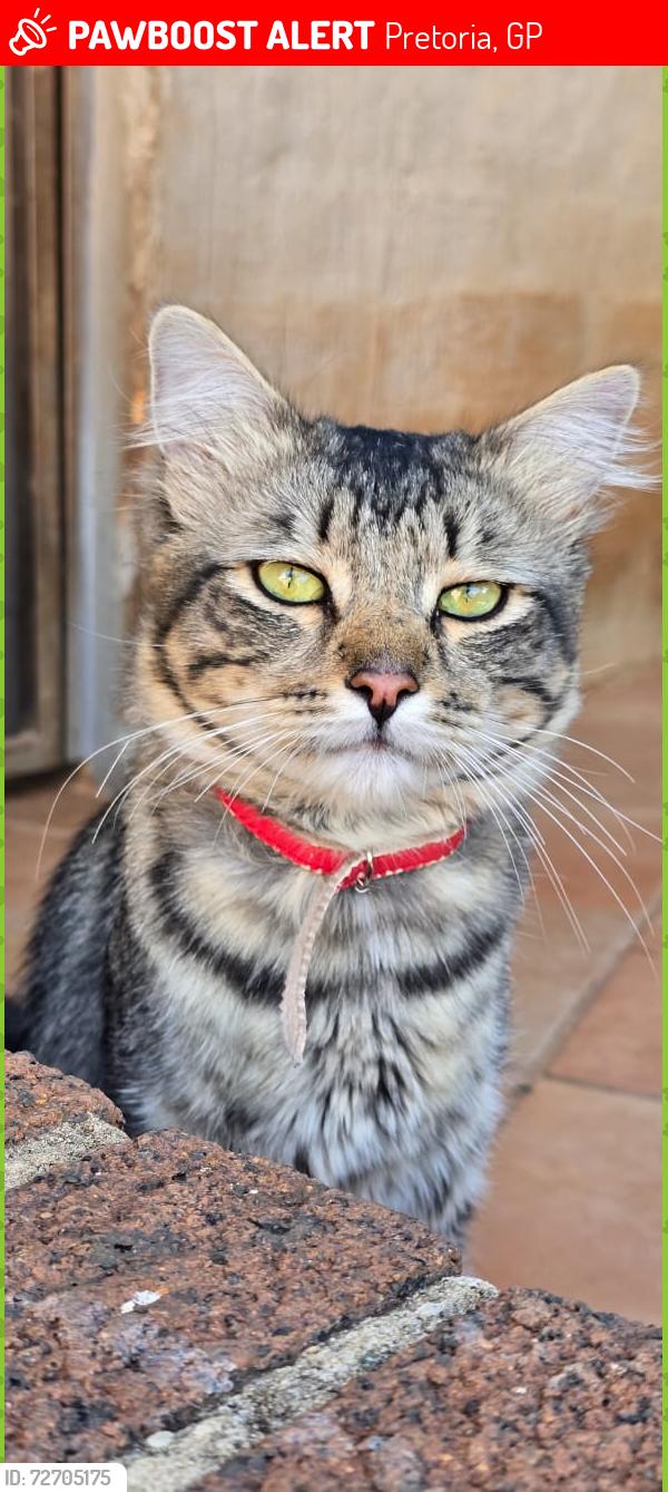 Lost Male Cat last seen Frans Oeder Street, Groenkloof Pretoria, Pretoria, GP 0027