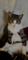 Lost Male Cat last seen Lake Harbor Rd/Hwy 43, Rankin County, MS 39047