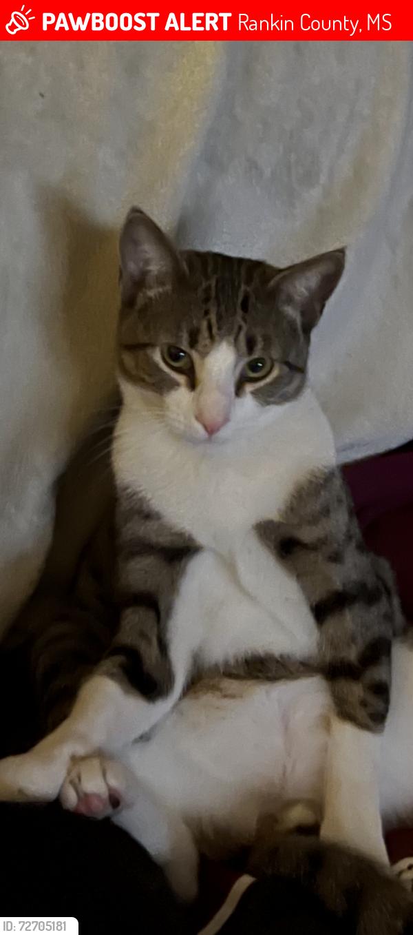 Lost Male Cat last seen Lake Harbor Rd/Hwy 43, Rankin County, MS 39047
