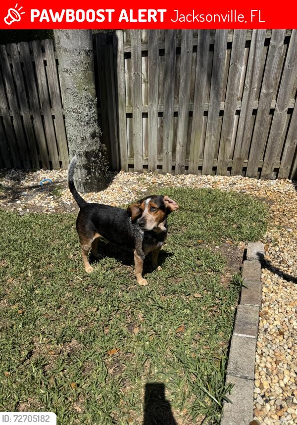 Lost Male Dog last seen Brookwood nocatee wooded area , Jacksonville, FL 32081