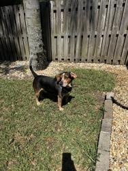 Lost Male Dog last seen Brookwood nocatee wooded area , Jacksonville, FL 32081