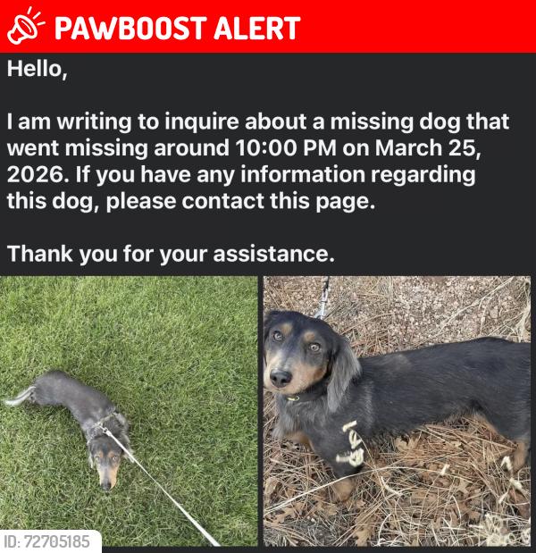 Lost Male Dog last seen Near pebble ridge cir , Colorado Springs, CO 80906