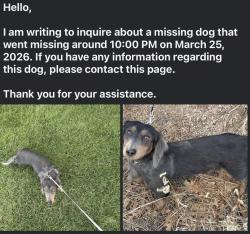 Lost Male Dog last seen Near pebble ridge cir , Colorado Springs, CO 80906