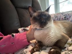 Lost Male Cat last seen Coosa , Port St. Lucie, FL 34986
