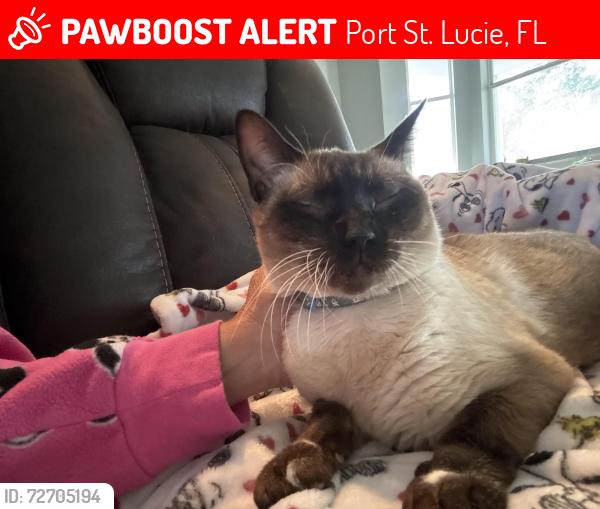 Lost Male Cat last seen Coosa , Port St. Lucie, FL 34986
