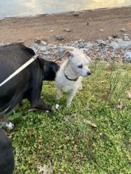 Found/Stray Male Dog last seen Louisville Point Park, Louisville, TN 37777