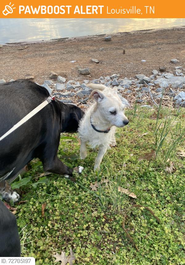 Found/Stray Male Dog last seen Louisville Point Park, Louisville, TN 37777
