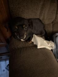 Found/Stray Female Dog last seen Enger st, Bakersfield, CA 93312