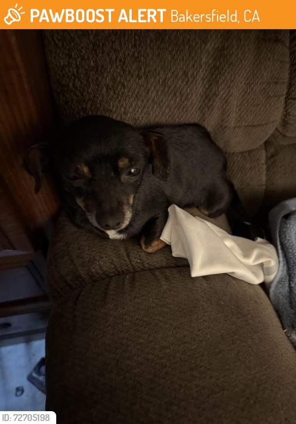 Found/Stray Female Dog last seen Enger st, Bakersfield, CA 93312