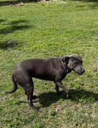 Lost Female Dog last seen Christ fellowship Redland Campus , Miami-Dade County, FL 33031