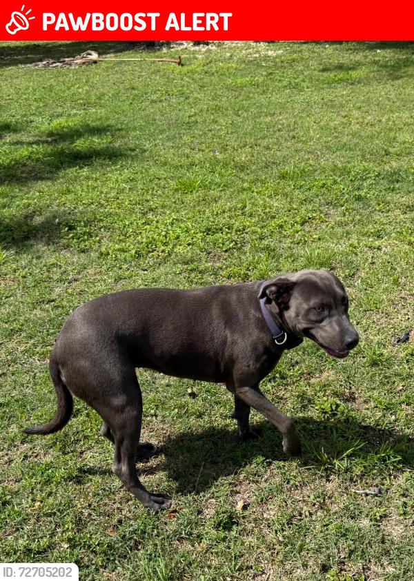 Lost Female Dog last seen Christ fellowship Redland Campus , Miami-Dade County, FL 33031
