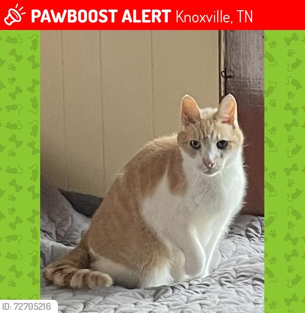 Lost Male Cat last seen Knoxville police department, Knoxville, TN 37917