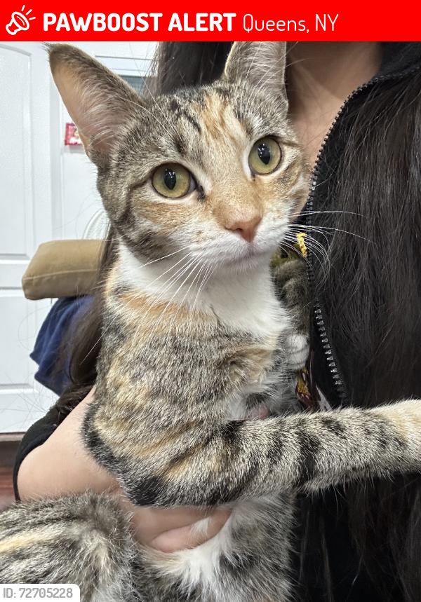 Lost Female Cat last seen 107-27 Atlantic Ave, Richmond Hill, NY 11418, Queens, NY 11418
