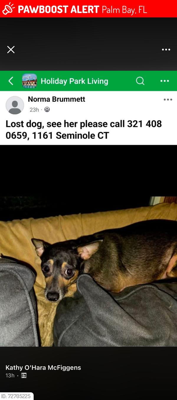 Lost Female Dog last seen Holiday park blvd Nw , Palm Bay, FL 32907