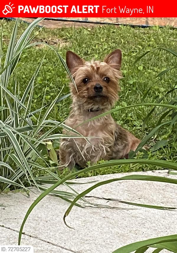 Lost Male Dog last seen st joe next to mama mia’s , Fort Wayne, IN 46835