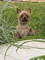 Lost Male Dog last seen st joe next to mama mia’s , Fort Wayne, IN 46835