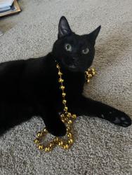 Lost Male Cat last seen Lewis Larus Park and the Sabot school, Richmond, VA 23235