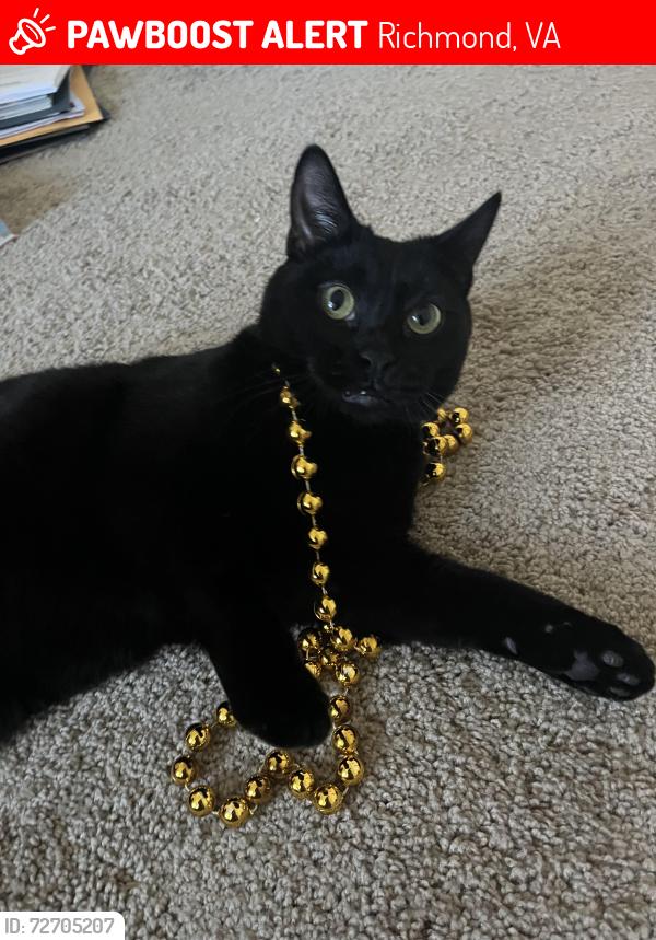 Lost Male Cat last seen Lewis Larus Park and the Sabot school, Richmond, VA 23235