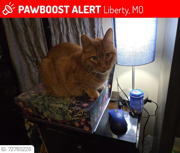 Lost Male Cat last seen Gordon, Liberty, MO 64068