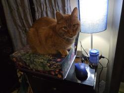 Lost Male Cat last seen Gordon, Liberty, MO 64068