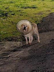 Found/Stray Unknown Dog last seen Moran Lake Road and Wayside Road, Floyd County, GA 30161