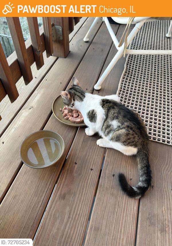 Found/Stray Male Cat last seen Mozart and walton, Chicago, IL 60622