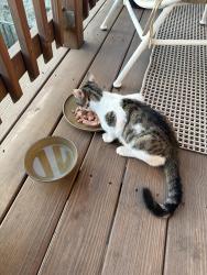Found/Stray Male Cat last seen Mozart and walton, Chicago, IL 60622