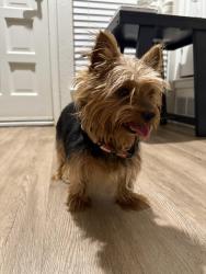 Found/Stray Male Dog last seen Andalusia and Parliament , Arlington, TX 76017