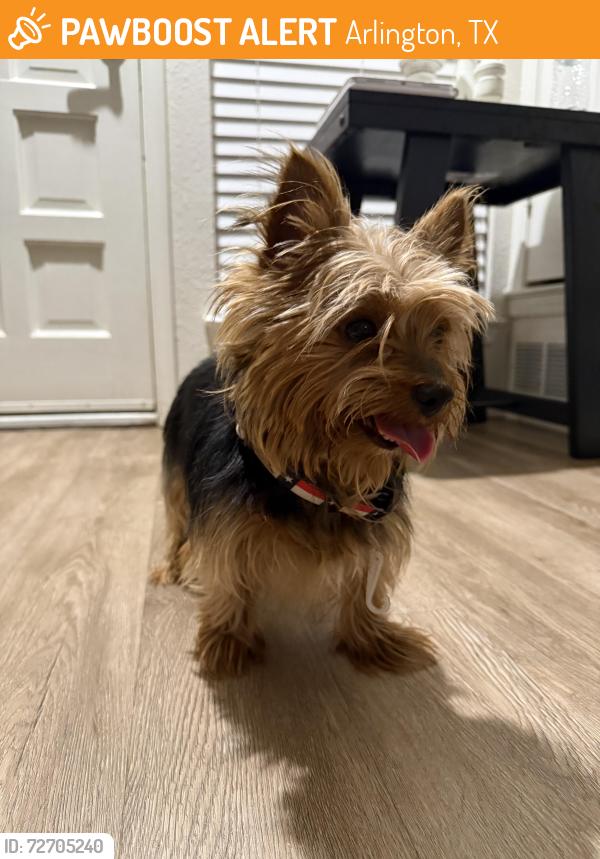 Found/Stray Male Dog last seen Andalusia and Parliament , Arlington, TX 76017