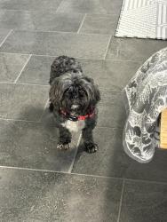 Found/Stray Male Dog last seen Amira and Rosehill Tomball, TX, Tomball, TX 77377
