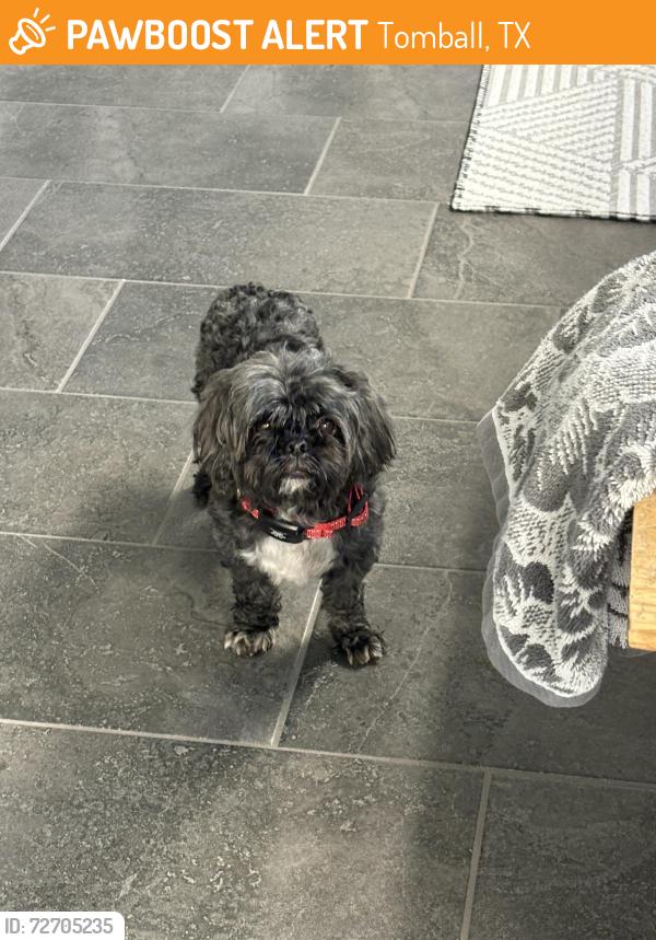 Found/Stray Male Dog last seen Amira and Rosehill Tomball, TX, Tomball, TX 77377