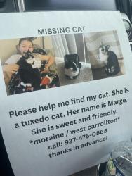 Lost Female Cat last seen Dovetree apmts , Moraine, OH 45439