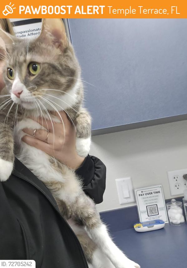 Found/Stray Female Cat last seen Near Riverhills Dr and 46th St, Temple Terrace, FL 33617