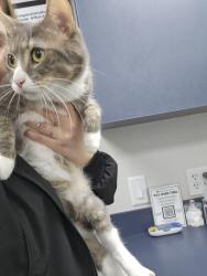 Found/Stray Female Cat last seen Near Riverhills Dr and 46th St, Temple Terrace, FL 33617