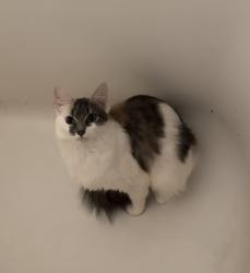 Lost Female Cat last seen At , since been surrendered to a place unknown by me, Warwick, RI 02889