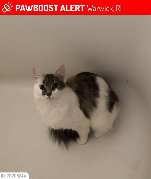 Lost Female Cat last seen At , since been surrendered to a place unknown by me, Warwick, RI 02889