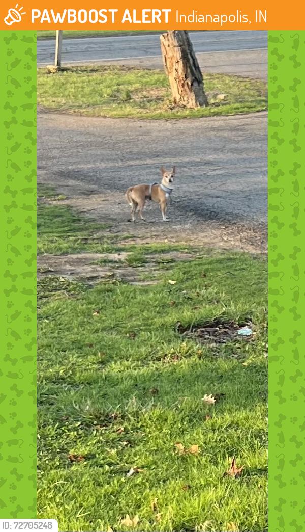 Found/Stray Unknown Dog last seen 42nd and millersville, Indianapolis, IN 46226