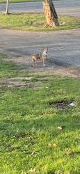 Found/Stray Unknown Dog last seen 42nd and millersville, Indianapolis, IN 46226