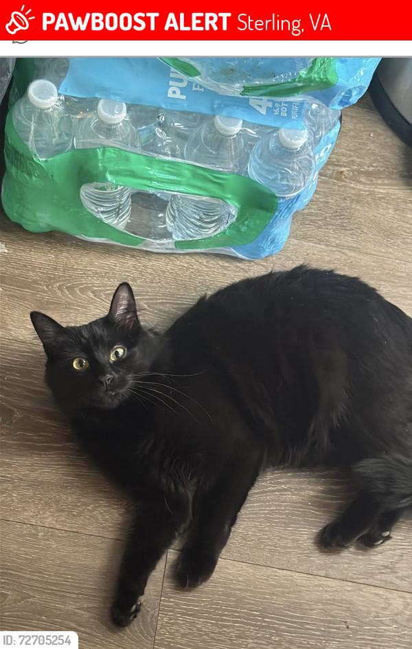 Lost Female Cat last seen Sterling , Sterling, VA 20164