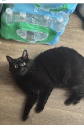 Lost Female Cat last seen Sterling , Sterling, VA 20164
