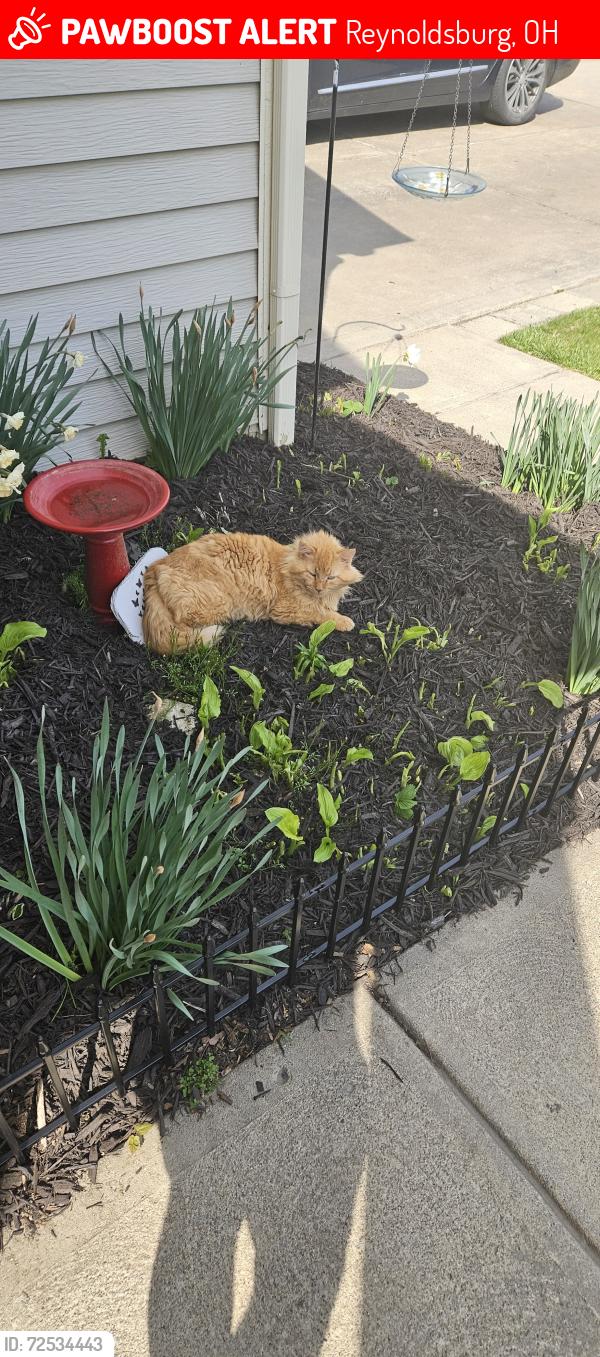 Lost Male Cat last seen Kingsley & taylor rd, Reynoldsburg, OH 43068