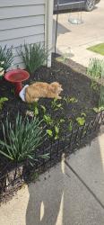 Lost Male Cat last seen Kingsley & taylor rd, Reynoldsburg, OH 43068