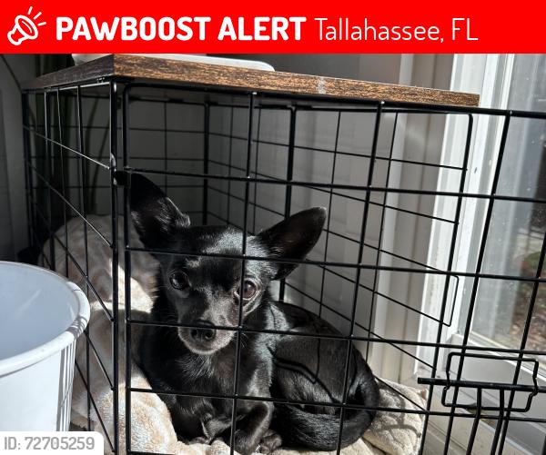 Lost Female Dog last seen Idlewild and Apalachee parkway , Tallahassee, FL 32311