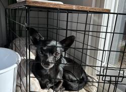 Lost Female Dog last seen Idlewild and Apalachee parkway , Tallahassee, FL 32311