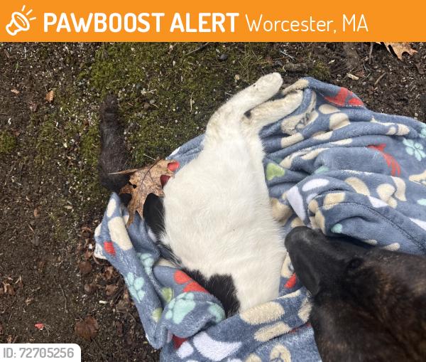 Found/Stray Unknown Cat last seen Park Ave Worcester Ma , Worcester, MA 01602