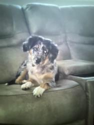Lost Female Dog last seen Main st, Nashua, NH 03060