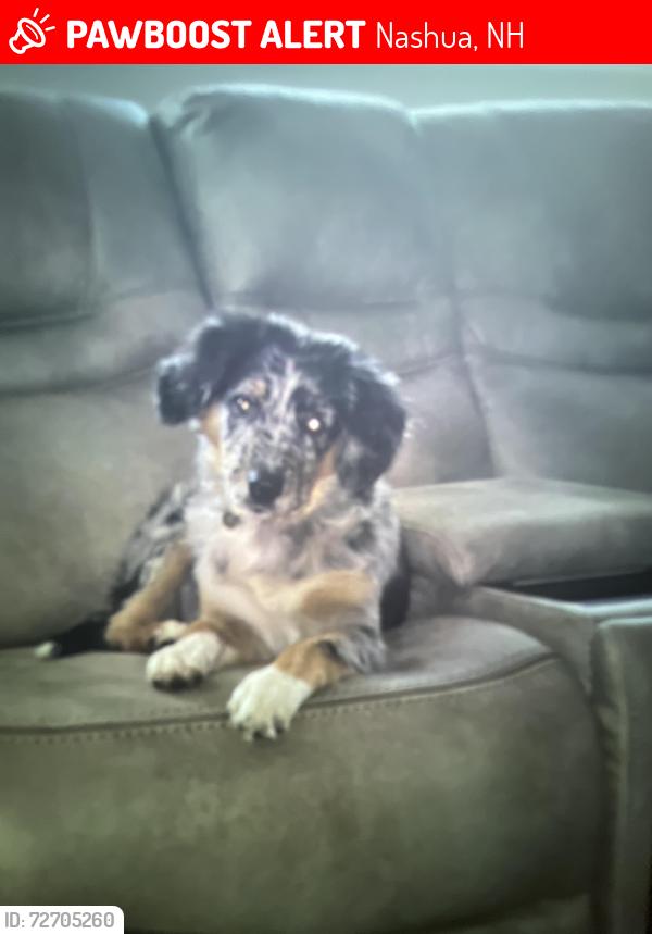 Lost Female Dog last seen Main st, Nashua, NH 03060
