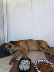 Found/Stray Female Dog last seen East Hialeah close to Miami International Airport, Hialeah, FL 33010